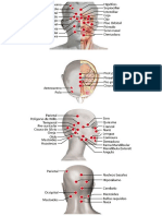 Puntos de Rastreo Por Zonas Del Cuerpo