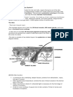 What Is The Integumentary System?