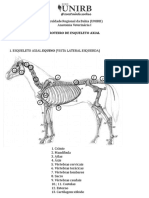 Osteologia Esqueleto Axial