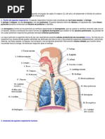 El Aparato Respiratorio Humano