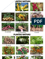 Animales y Plantas Nativas