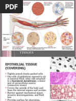 Four Types of Animal Tissues