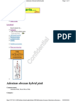 Adenium Obesum Hybrid Pink PDF