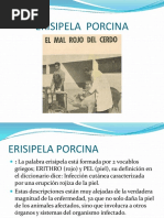 Erisipela Porcina 001