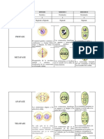 Meiosis y Mitosis