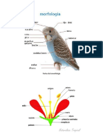 Partes de La Morfología