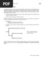 Phylum Chordata