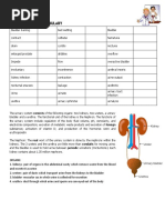 Urinary System Vocabulary