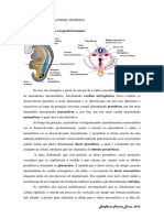 Revisão - Embriologia, Fisiologia e Anatomia Do Sistema Feminino