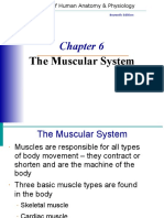 Musclesystem PDF Word