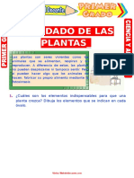 Cuidado de Las Plantas para Primer Grado de Primaria