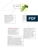 El Apio Es Un Vegetal Con Peciolos Largos