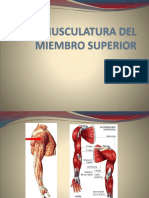 Musculatura Del Miembro Superior-Inferior