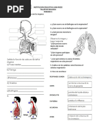 Sistema Respiratorio