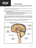 Anatomia