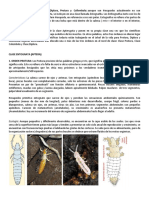 Caracteristicas Ordenes PDF