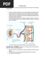 Circulación Fetal