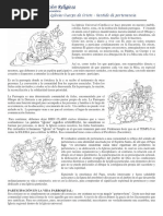 Lectura Anexo La Iglesia Cuerpo de Cristo Sentido de Pertenencia