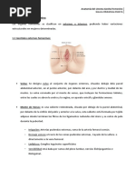  Anatomia Del Sistema Reproductor Femenino 