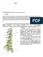 Anatomía Del Plexo Lumbar