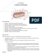 Prokaryotic and Eukaryotic Cell