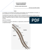 Estudio Guiado Nematodos