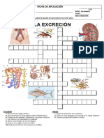 Crucigrama Excreción