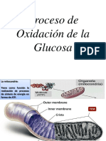 Proceso de Oxidación de Glucosa