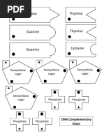 Thymine Adenine: Deoxyribose Sugar Deoxyribose Sugar Deoxyribose Sugar