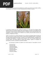 Plantas Carnivoras Sarracenias Neocultivos