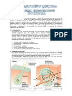 Resumen de Sistema Endocrino