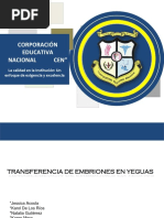 Transferencia de Embriones en Yeguas