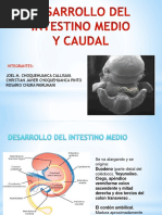 Desarrollo Del Intestino Medio y Cuadal