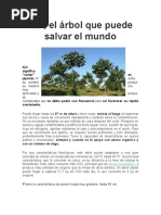 Arbol para Reforestacion