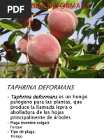 Taphrina Deformans