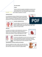 Enfermedades Del Sistema Circulatorio