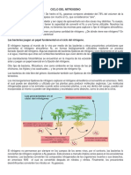 Ciclo Del Nitrogeno