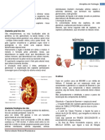 Fisiologia Renal