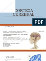 Corteza Cerebral