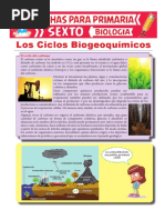 Ciclos Biogeoquímicos para Sexto de Primaria