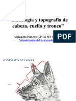 Osteología y Topografía de Cabeza, Cuello y Tronco. Alejandro Pimentel Ávila MV DiplME PDF