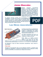 Sistema Muscular