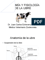 Anatomia