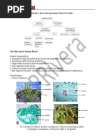 Exercise 6. Spore-Bearing Vascular Plants: Fern Allies: BOT 3 Laboratory Hand-Out