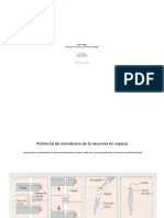 Conduccion Neuronal y Transmision Sinaptica