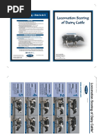 Locomotion Scoring of Dairy Cattle