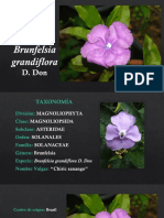 Brunfelsia Grandiflora