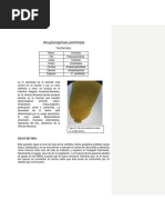 Anoplocephala Perfoliata (1) Ucc