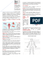 Ficha Circulacion en El Ser Humano