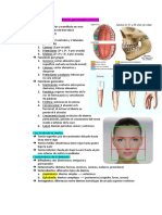 Dientes Incisivos y Caninos